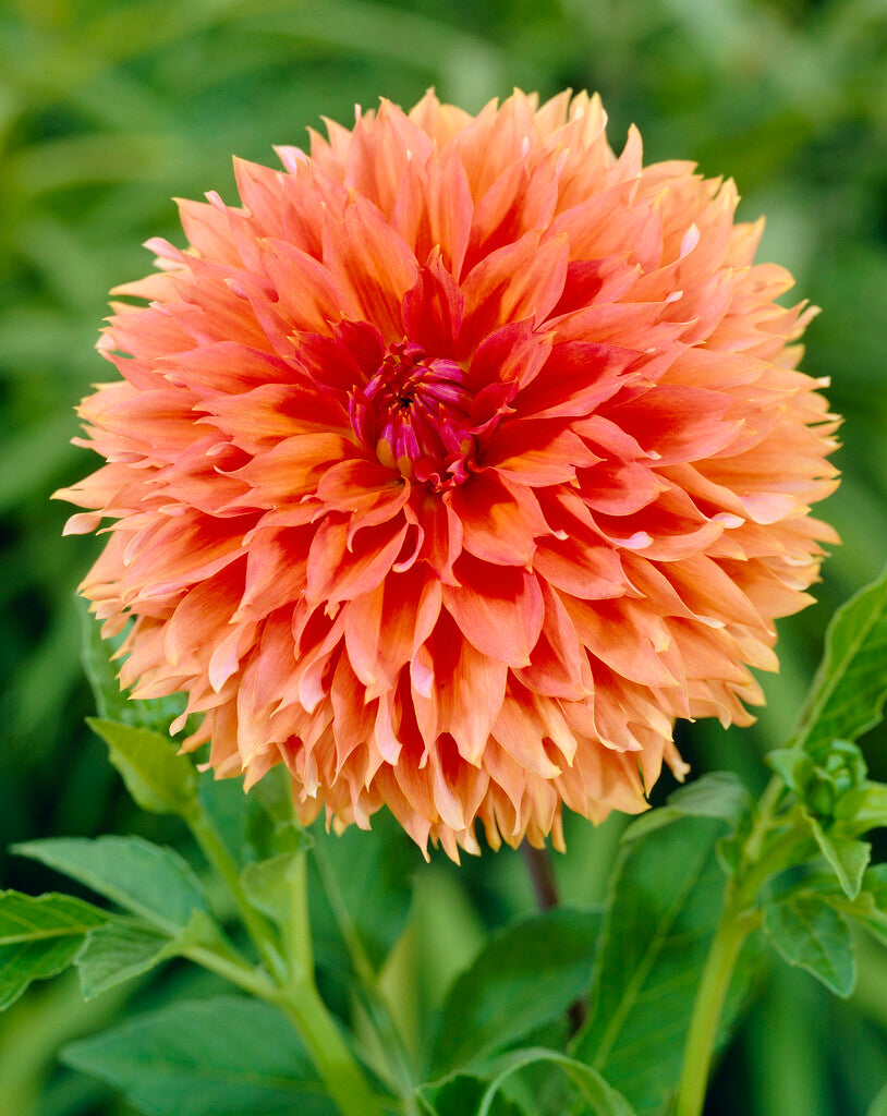 Dahlia Fubuki Orange 1-pakning